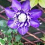 Clematis 'Multi Blue' (Clematis)
