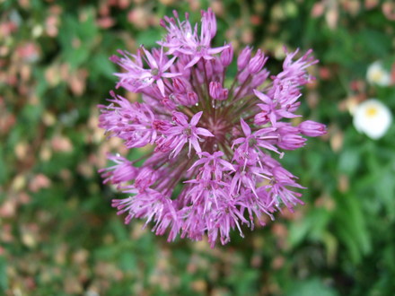 Allium 'Purple Sensation' (Allium 'Purple Sensation')