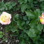 Rose in my garden. (Rosa)