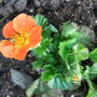 Geum 'Tangerine' (Geum 'Tangerine')