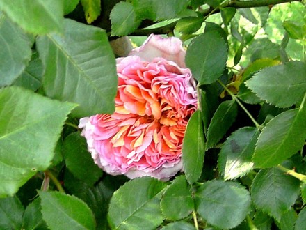Pink climbing rose (Rosa)