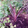 my new baby (Cordyline australis (New Zealand cabbage palm))