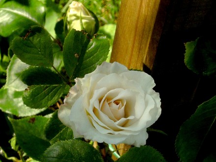White climbing rose (Rosa)