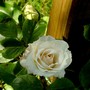 White climbing rose (Rosa)
