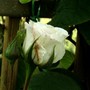 White climbing rose (Rosa)