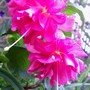 16_5_10.jpg (Fuchsia)