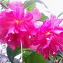 16_5_8.jpg (Fuchsia)