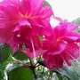 16_5_9.jpg (Fuchsia)
