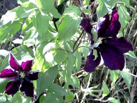 Clematis niobe (Clematis niobe)