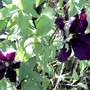 Clematis niobe (Clematis niobe)