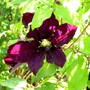 Clematis niobe (Clematis niobe)