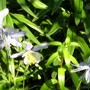 Aquilegias enjoying the sun (Aquilegia caerulia)