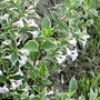 Variagated Weigelia. (Weigelia florida)