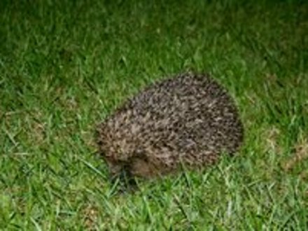 hedgehog 
