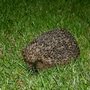hedgehog 