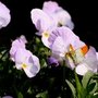 Butterfly_1