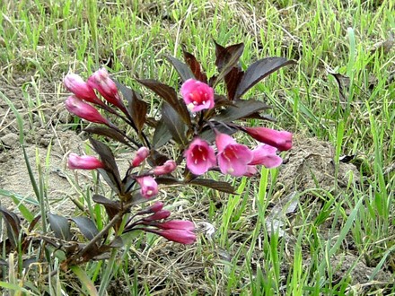 Weigelia with dark purple leaves (Weigelia florida)
