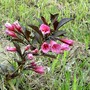 Weigelia with dark purple leaves (Weigelia florida)