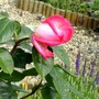 Pink standard rose (Rosa)