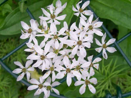 White Garlic (Allium neapolitanum (White Garlic))