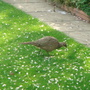 Mrs Pheasant on the lawn