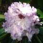 A garden flower photo
