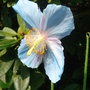 Meconopsis grandis (Blue Poppy) - May 2008 (Meconopsis grandis)