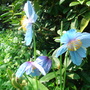 Meconopsis grandis Blue Poppy  (Meconopsis grandis)