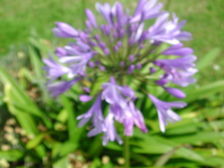 Agapanthus (Agapanthus africanus)