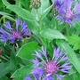 Centaurea montana (Perennial Cornflower) - May 2008 (Centaurea montana)