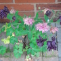 Fortunate Aquilegia - May 2008 (Aquilegia)