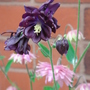 Aquilegia - May 2008 (Aquilegia)