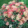 Pieris formosa var. forrestii from above. (Pieris formosa var. forrestii)
