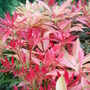 Pieris formosa var. forrestii - May 2008 (Pieris formosa var. forrestii)