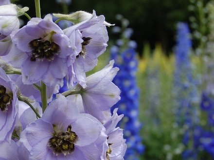Delphinium 'tiger eye' (Delphinium elatum)
