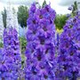 Delphinium 'after midnight' (Delphinium elatum)