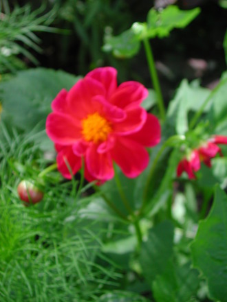 Dahlia (Dahlia Pinnata)