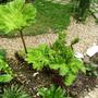 Gunnera (Gunnera manicata (Gunnera))