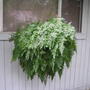 rabbits foot fern