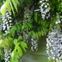 Wisteria