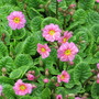 primrose (Primula vulgaris (Native primrose))