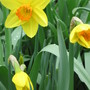 narcissus