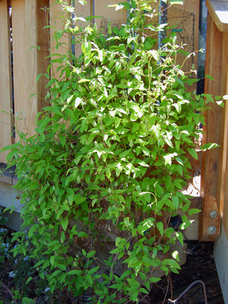 Clematis Josephine (Clematis Josephine)