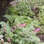Dicentra spectabilis (Bleeding heart)