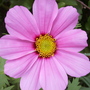 First Cosmos??? (cosmos)
