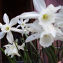 spring is here
