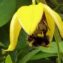 Clematis orient
