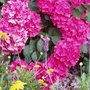 Bright Spot on a dull day (Hydrangea macrophylla)