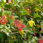 Honysuckle (Loncera Brownii)