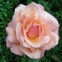 A garden flower photo